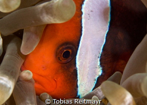 Tomato Anemonefish, Fantasea Reef, Puerto Galera by Tobias Reitmayr 